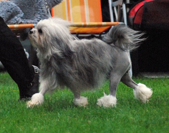 Discover the Most Expensive Dog Breeds in the World